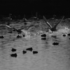 白鳥離水
