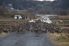 関が原の戦い