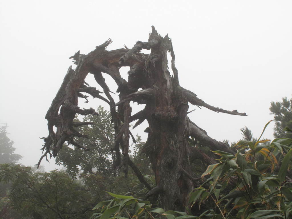 アオモリトドマツ