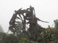 アオモリトドマツ