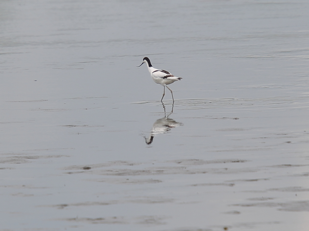 ソリハシセイタカシギ