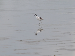 ソリハシセイタカシギ ソリハシセイタカシギ