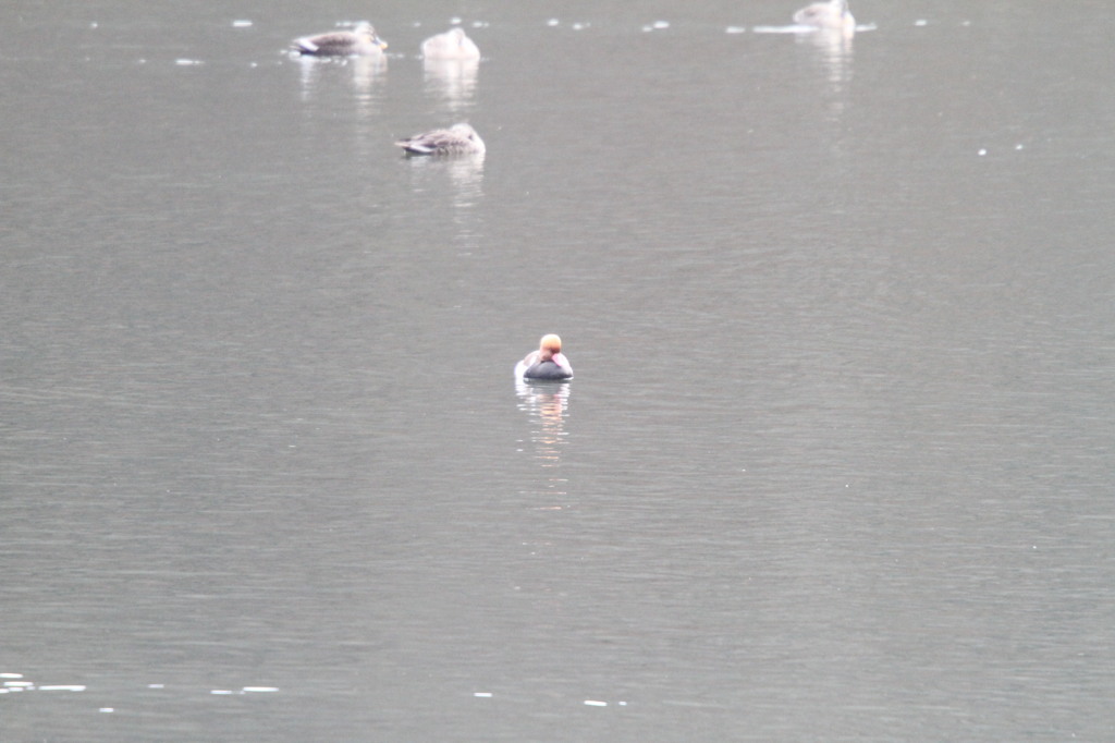 アカハシハジロ