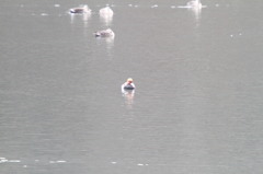 アカハシハジロ