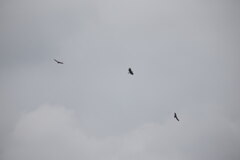 クマタカの空