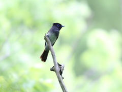 サンコウチョウ♀