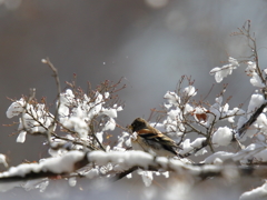 ・・・は今日も雪だった。