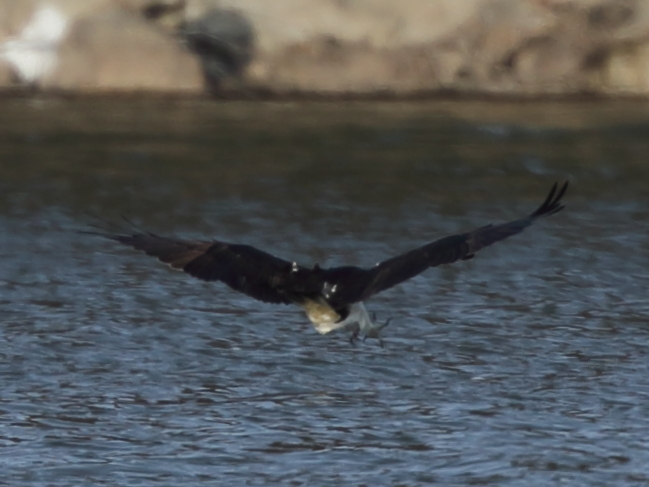 ①ミサゴの漁（失敗編）