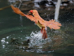 アカショウビン