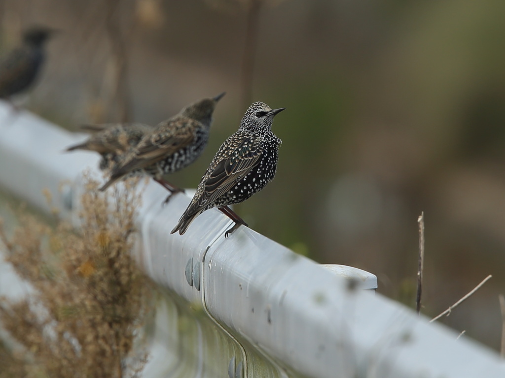 大沼の野鳥