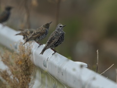 大沼の野鳥