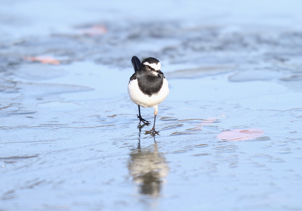 セグロセキレイ