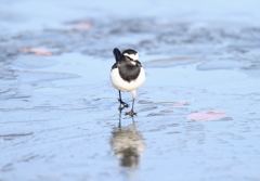 セグロセキレイ