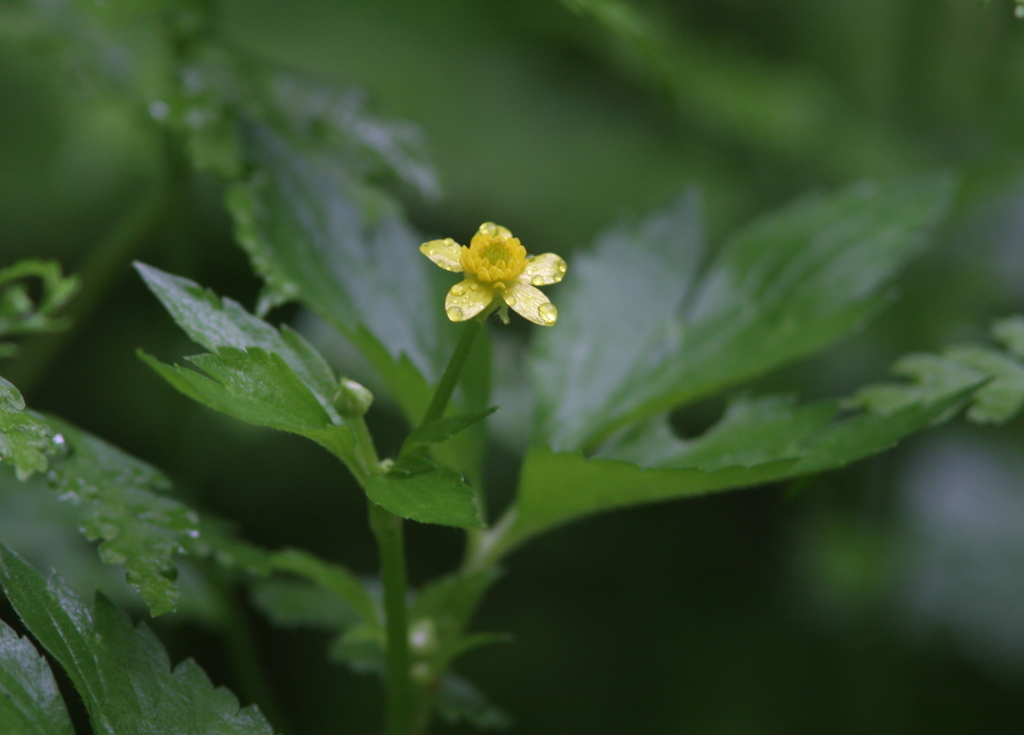 雨の森④