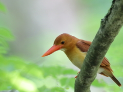 アカショウビン