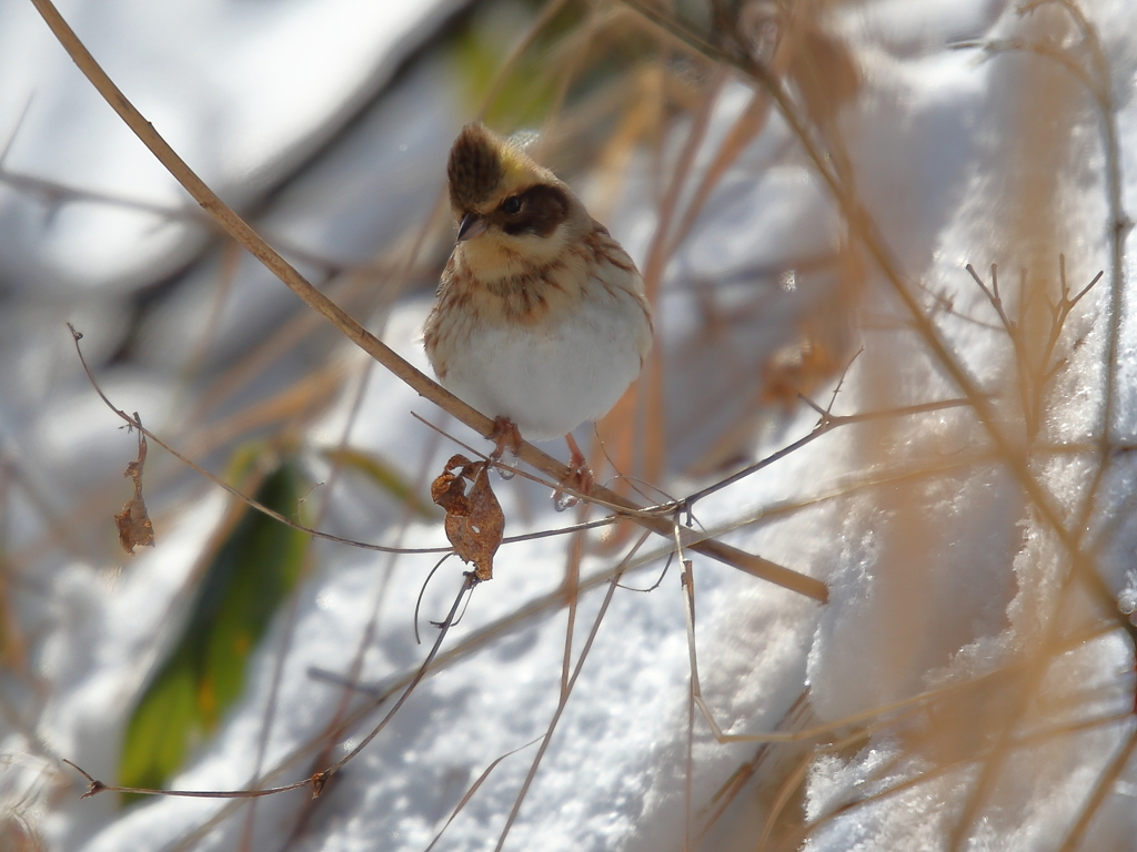 ミヤマホオジロ♀