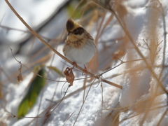 ミヤマホオジロ♀