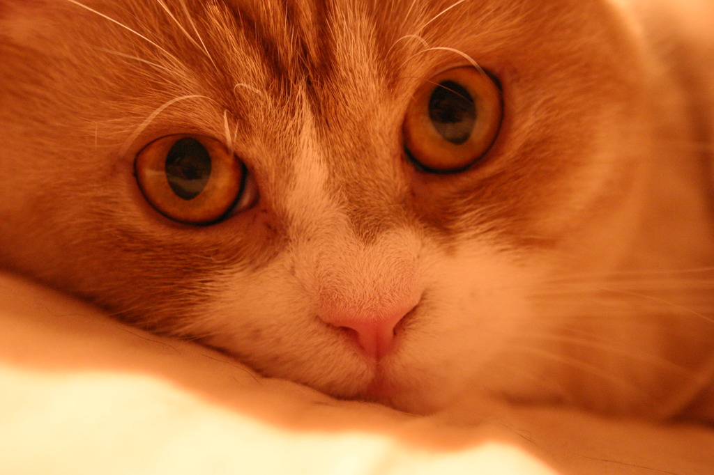 猫