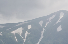 朝日連峰・イヌワシ