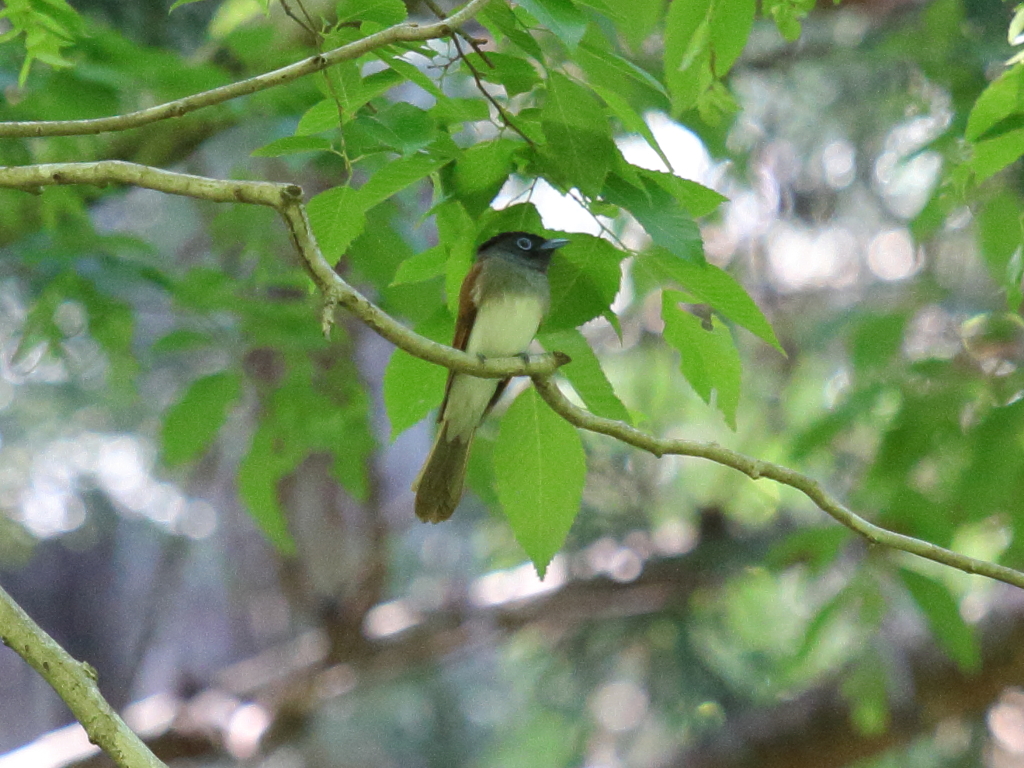 サンコウチョウ♀