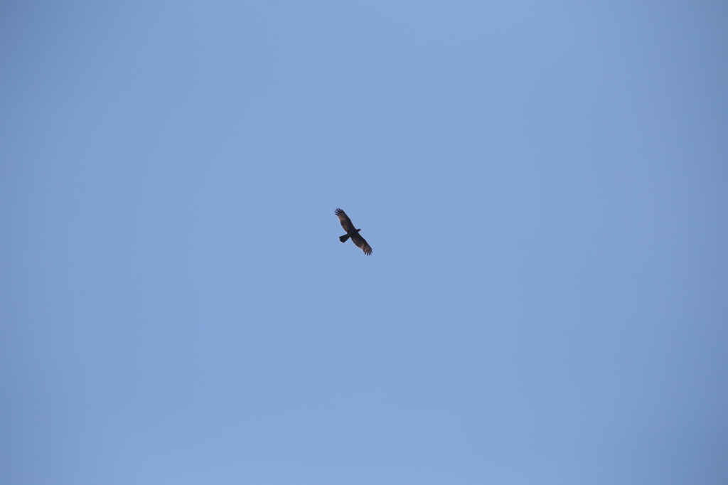 竜飛岬　ハチクマ