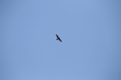 竜飛岬　ハチクマ