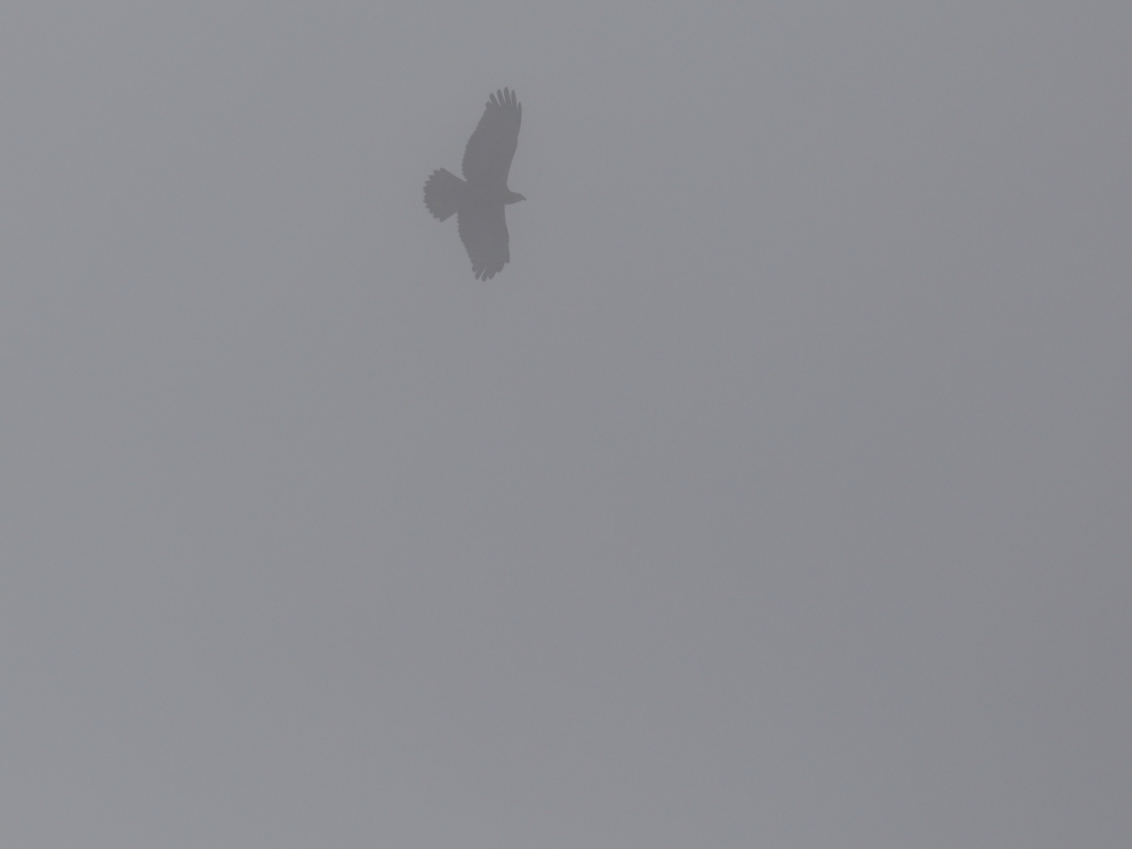 ハチクマの渡り