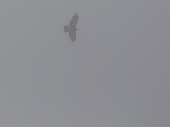 ハチクマの渡り