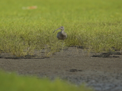 ホウロクシギ