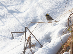 ミヤマホオジロ