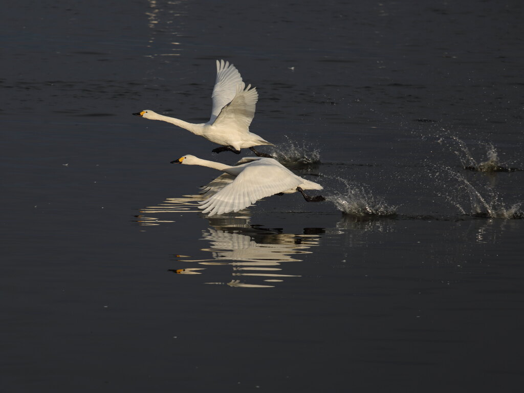 大沼の野鳥