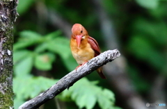 アカショウビン