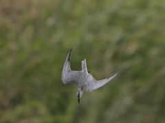 クロハラアジサシ