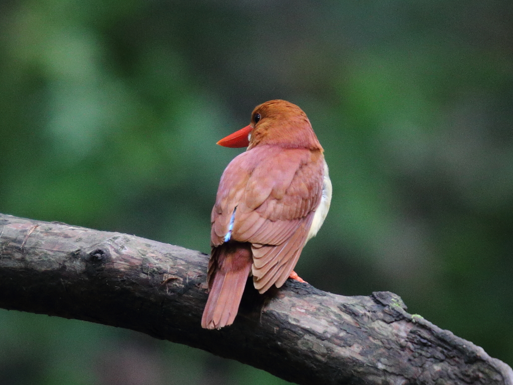 アカショウビン