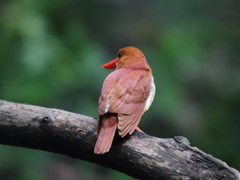 アカショウビン