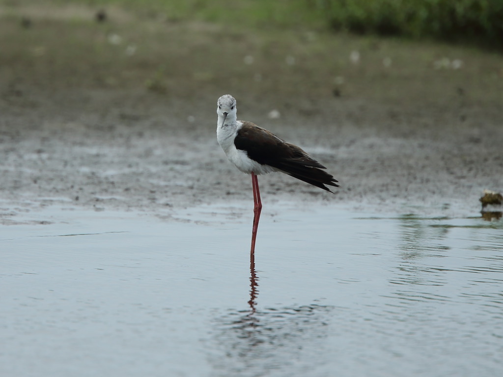 大沼の野鳥