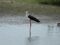 大沼の野鳥