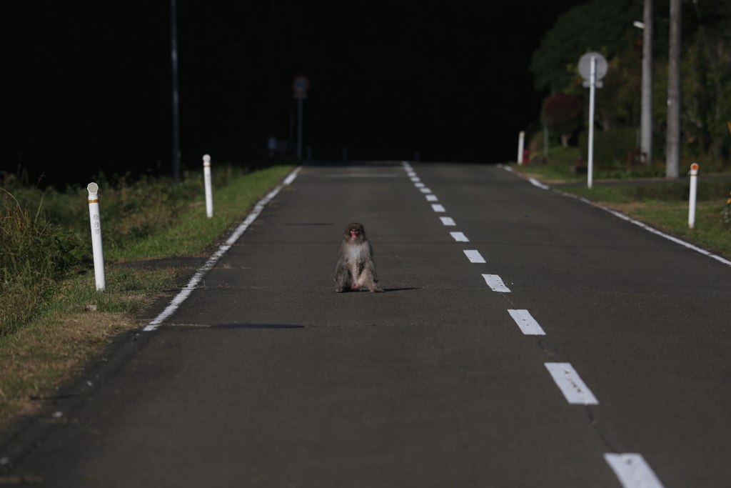 サルの道