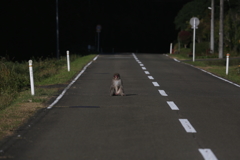サルの道