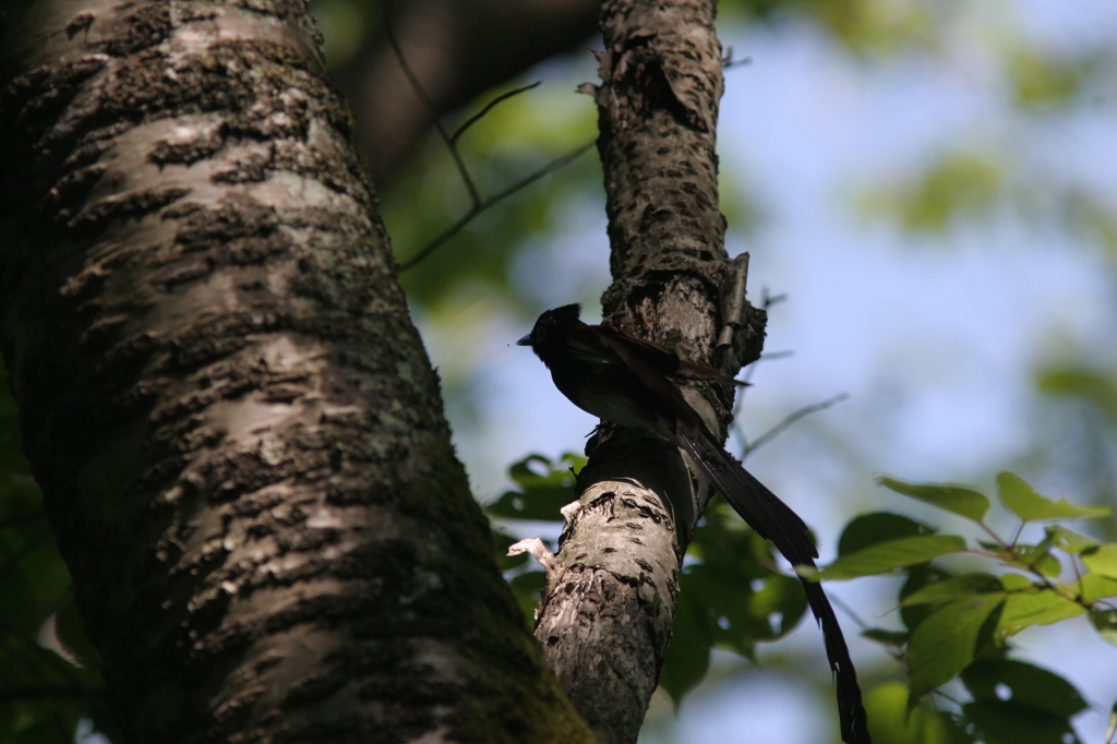 サンコウチョウ