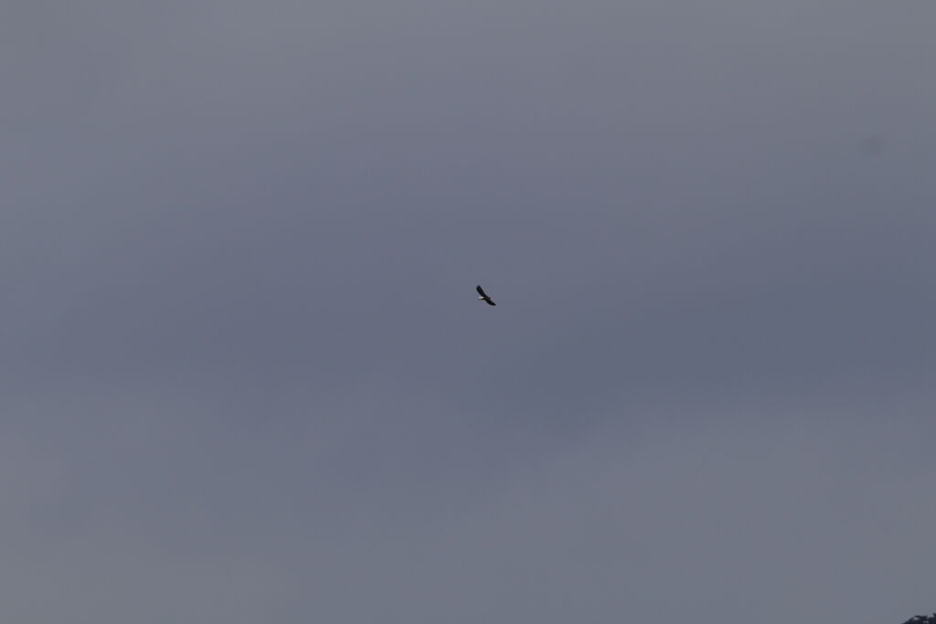 オオワシsoaring（帆翔）②