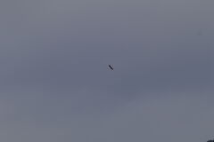 オオワシsoaring（帆翔）②