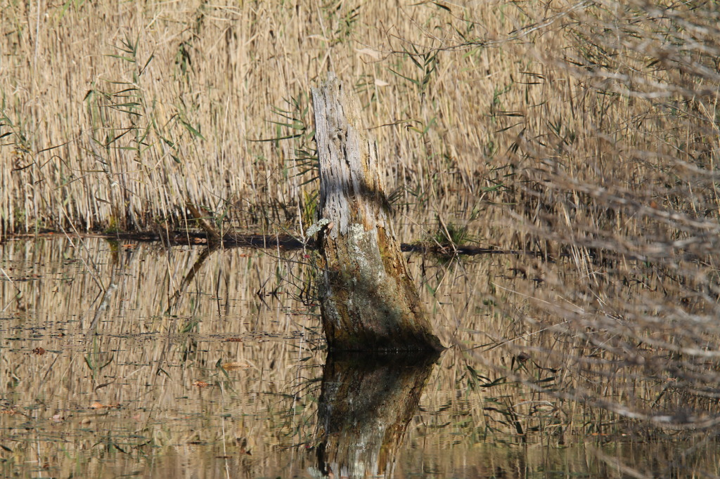 いい枯れ木が・・