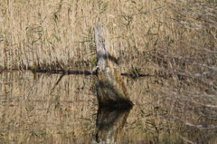 いい枯れ木が・・