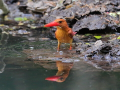 アカショウビン