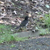 クロツグミ