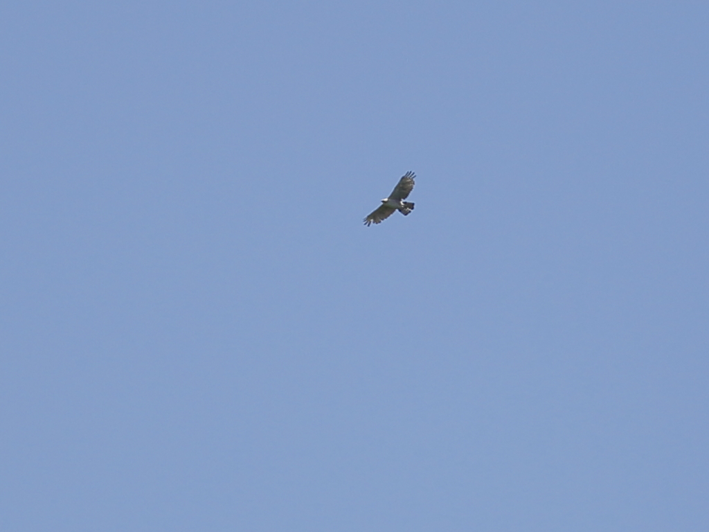 クマタカの空