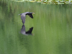 カワウ