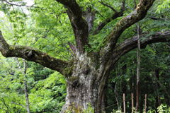 巨木②