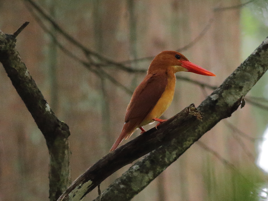 アカショウビン